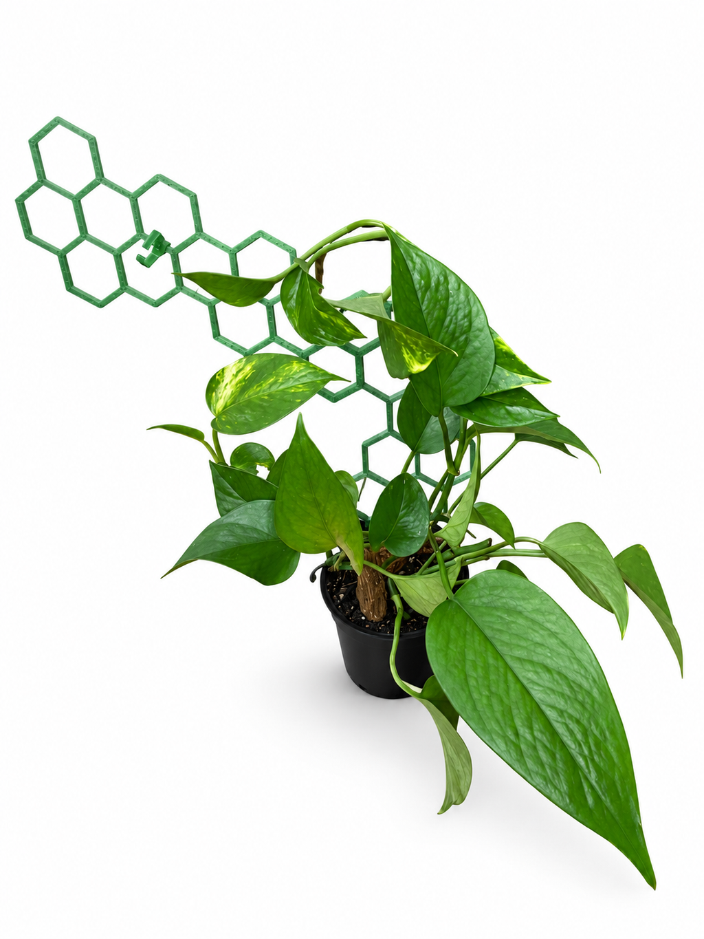 Pothos supported by a green honeycomb trellis in a sideways example arrangement, on an edited white background. Plant, pot, and extra trellis sections are not included.