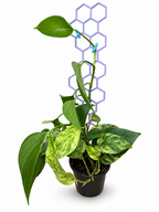 Pothos climbing a lavender honeycomb trellis with blue plant clips, on an edited white background. Plant, pot, and extra trellis sections are not included.