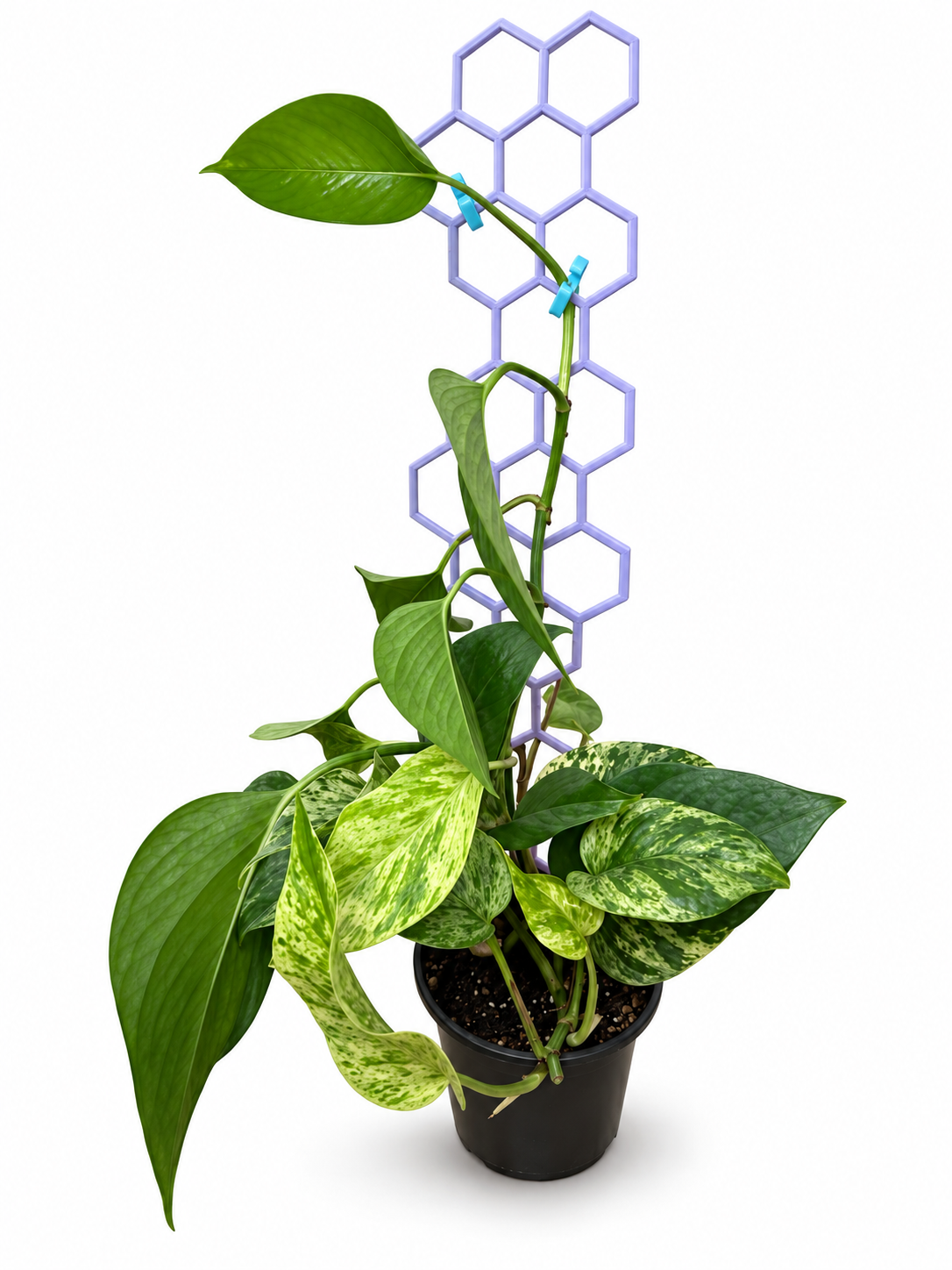 Pothos climbing a lavender honeycomb trellis with blue plant clips, on an edited white background. Plant, pot, and extra trellis sections are not included.