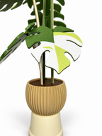 Close-up of a light green, white and green Monstera leaf coaster and rounded ribbed beige pot on a white background.