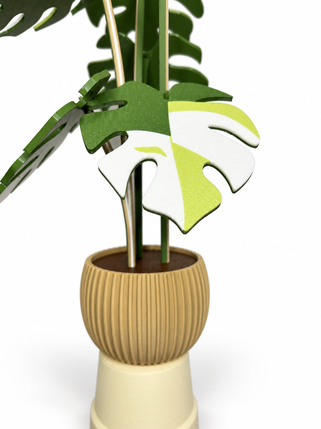 Close-up of a light green, white and green Monstera leaf coaster and rounded ribbed beige pot on a white background.
